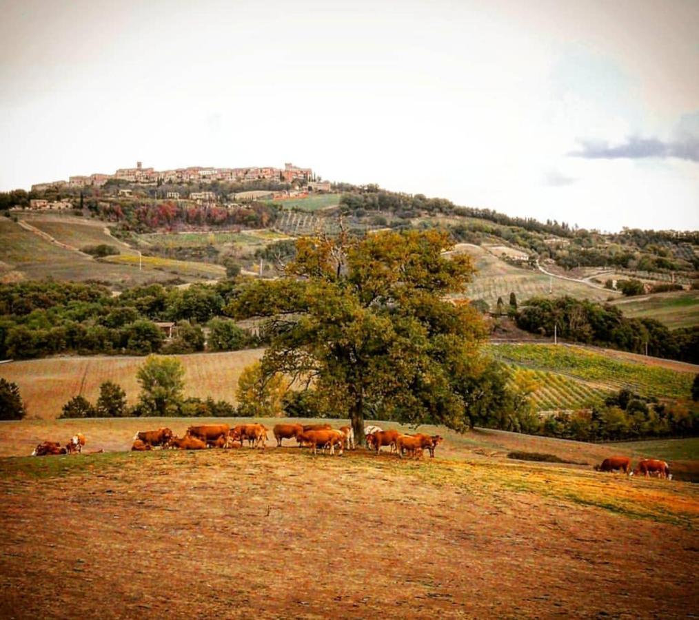 Agriturismo Alchimista Villa Casole dʼElsa Exterior foto